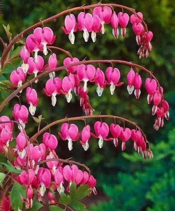 优昙婆罗花——仙界极品之花