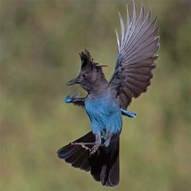 暗冠蓝鸦(steller"s jay)虽然不算俊美,但至少也像是一名动作潇洒的