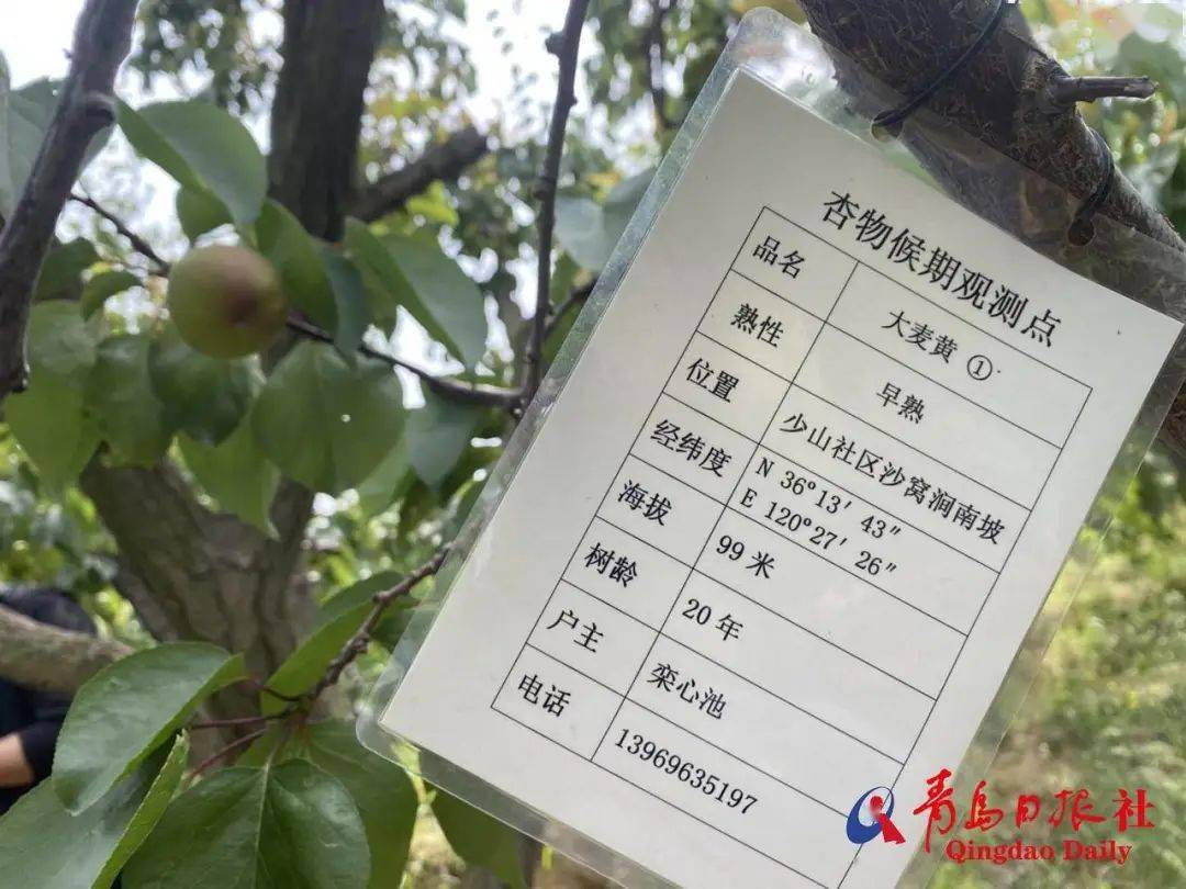 悬挂在杏树上的观测卡.