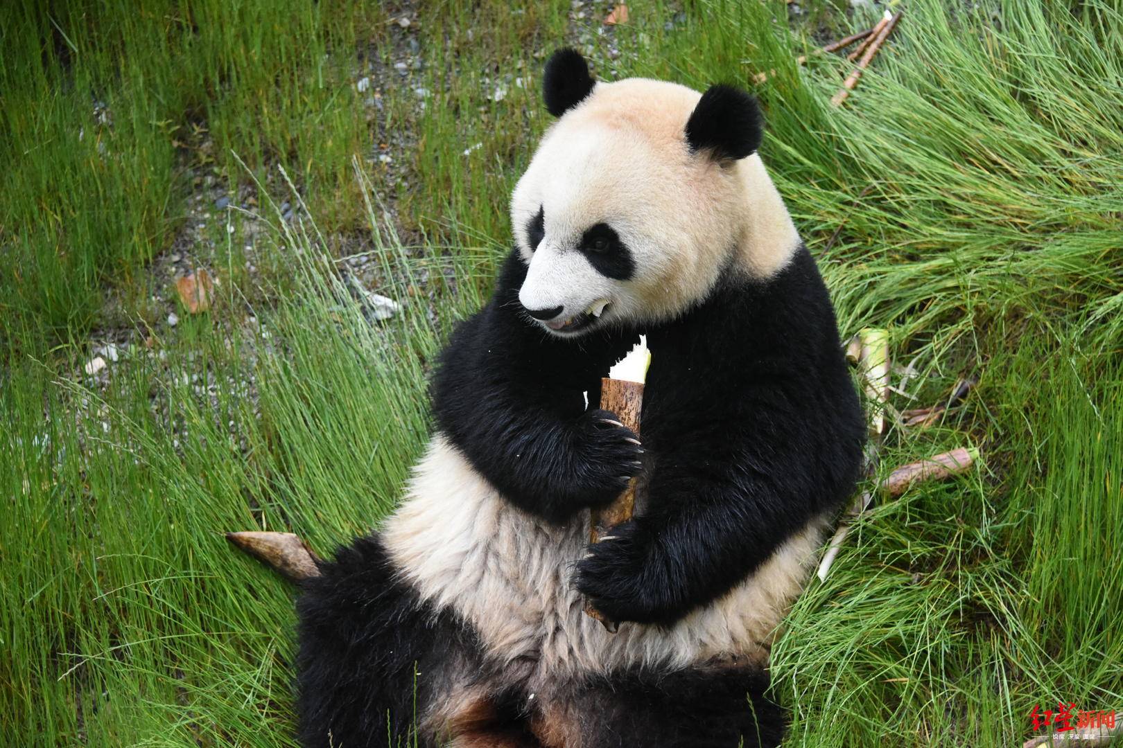 九寨沟勿角自然保护区多次拍到野生大熊猫|四川|九寨沟|大熊猫_新浪新闻