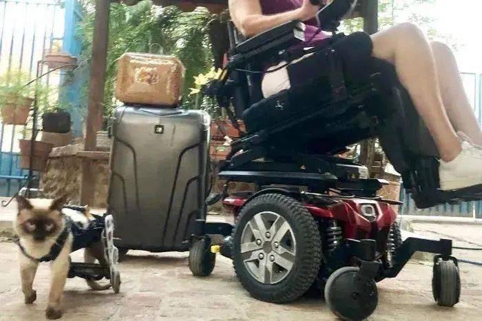 残疾猫咪遇见残疾女主人,万水千山一路同行_scooter