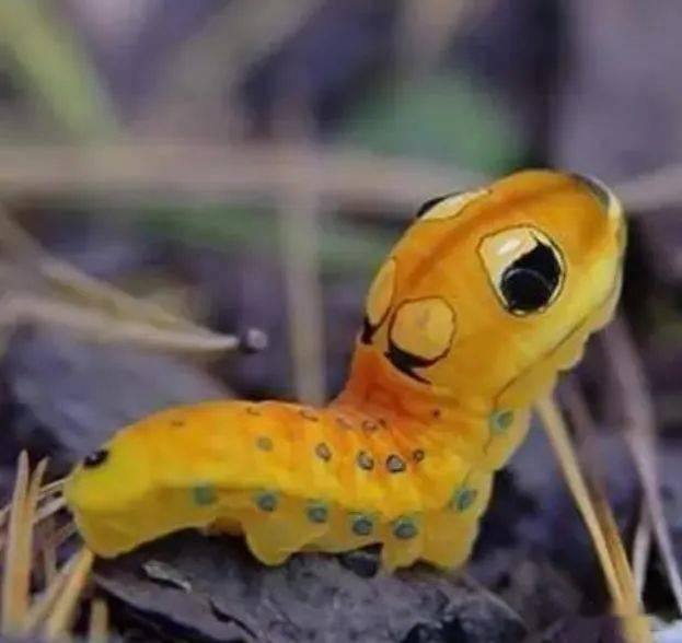 一身金黄色的毛毛虫,即使拟态出蛇类眼睛,都让人觉得可爱!