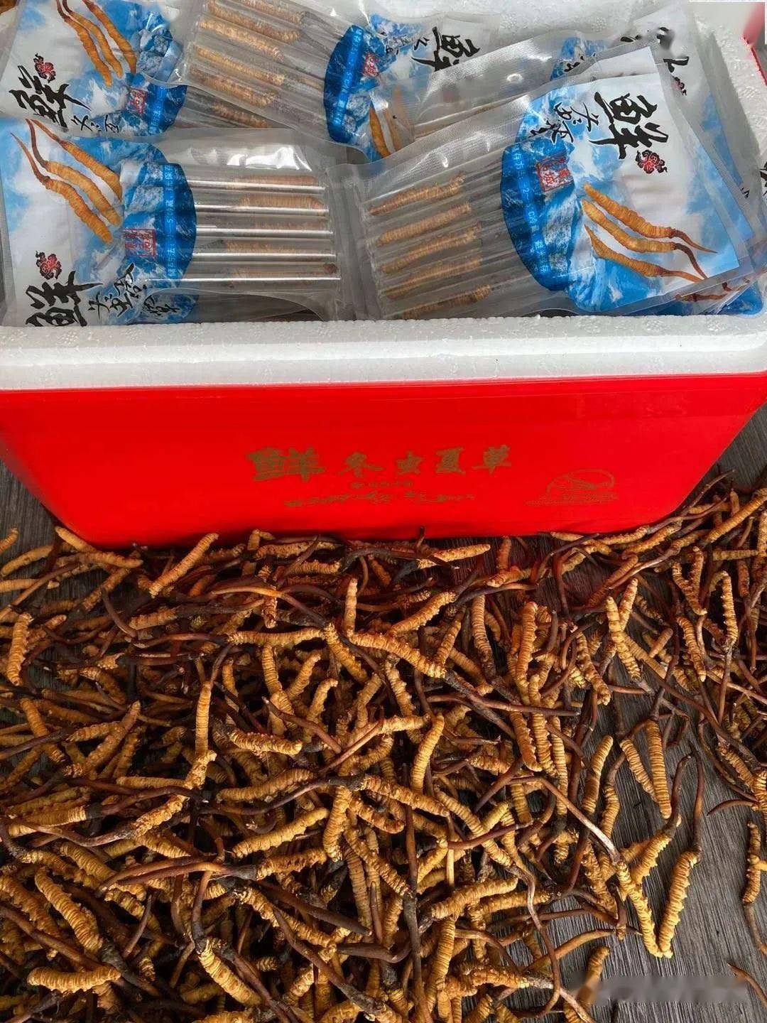新鲜冬虫夏草进入倒计时,错过再等一年!产地多少钱一根你知道吗?
