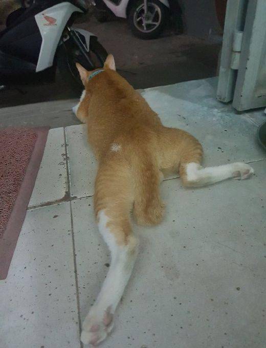 一只猫大概多长 9b12a8b4bc204563af41ffcbb575473e.jpeg