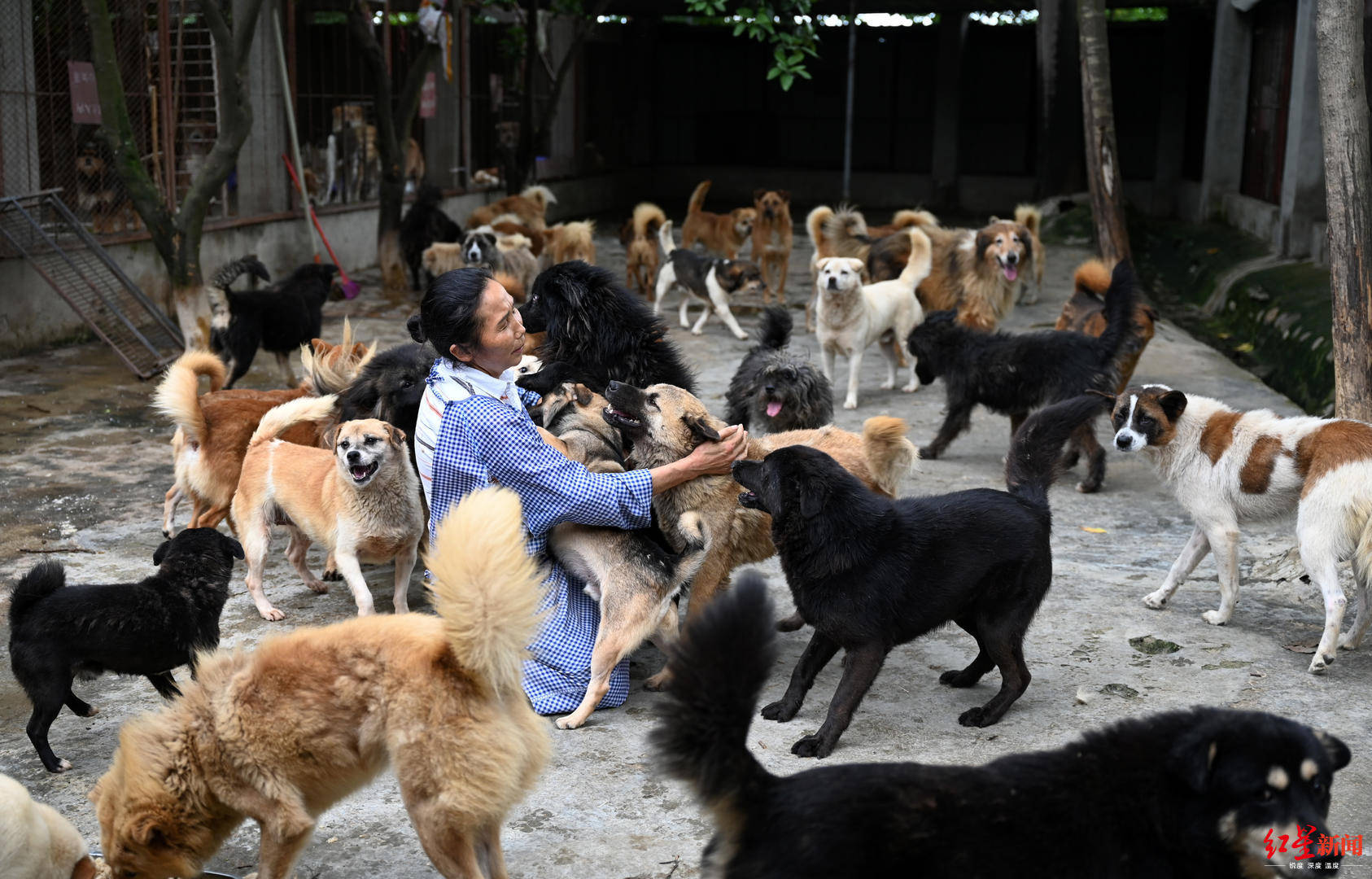 跪地乞讨!女子收养700多只流浪猫狗 经费严重匮乏