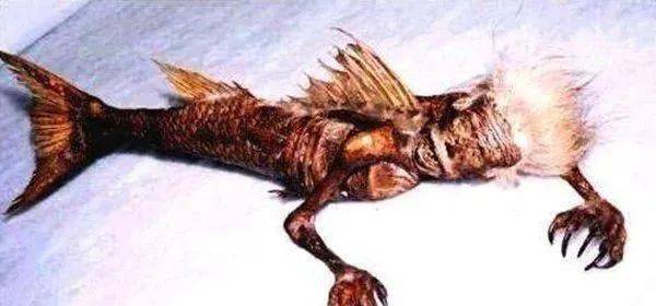 黑鳞鲛人灭绝了么 美人鱼是真实存在的吗