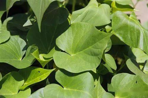 红薯叶被誉为"长寿食品",对人体有7种好处,但食用时要