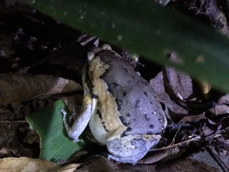 做大自然的夜行观察家 打开认识自然,欣赏自然的大门 前往湿地园