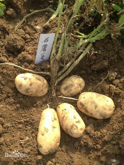 "石薯1号"马铃薯亩产量破万斤