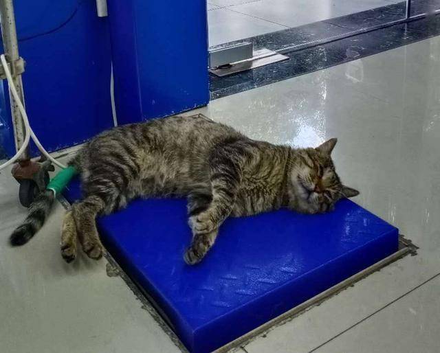 小猫咪几个月可以出去玩 616f10b4e835402b972f3825de6024a7.jpeg