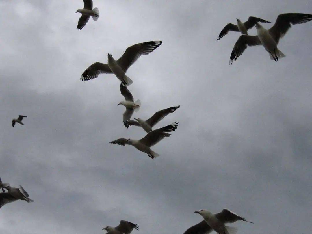 海燕图片高清大图 6239313adeca478aa37490f8b1c7983d.jpeg