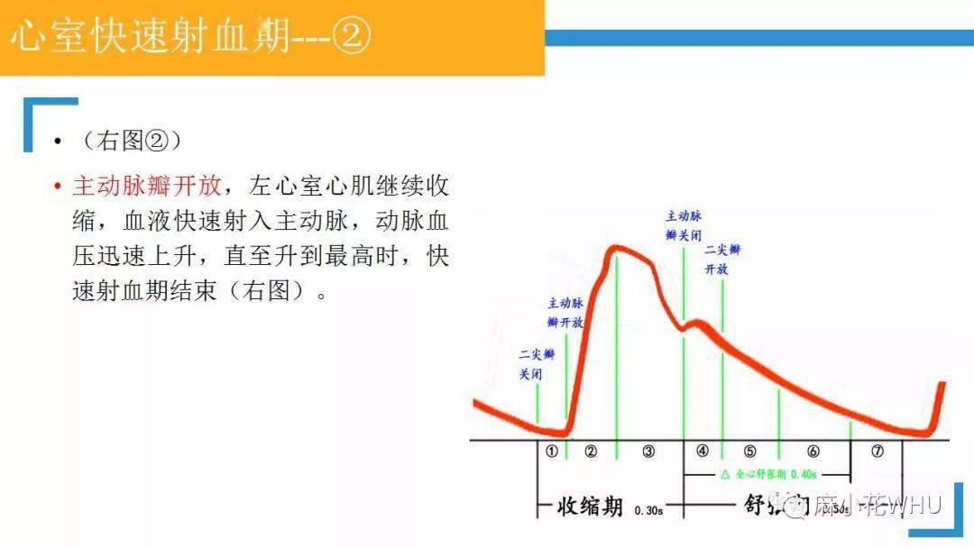 如何做好有创动脉血压监测及其波形分析?史上最详细的解读来了!