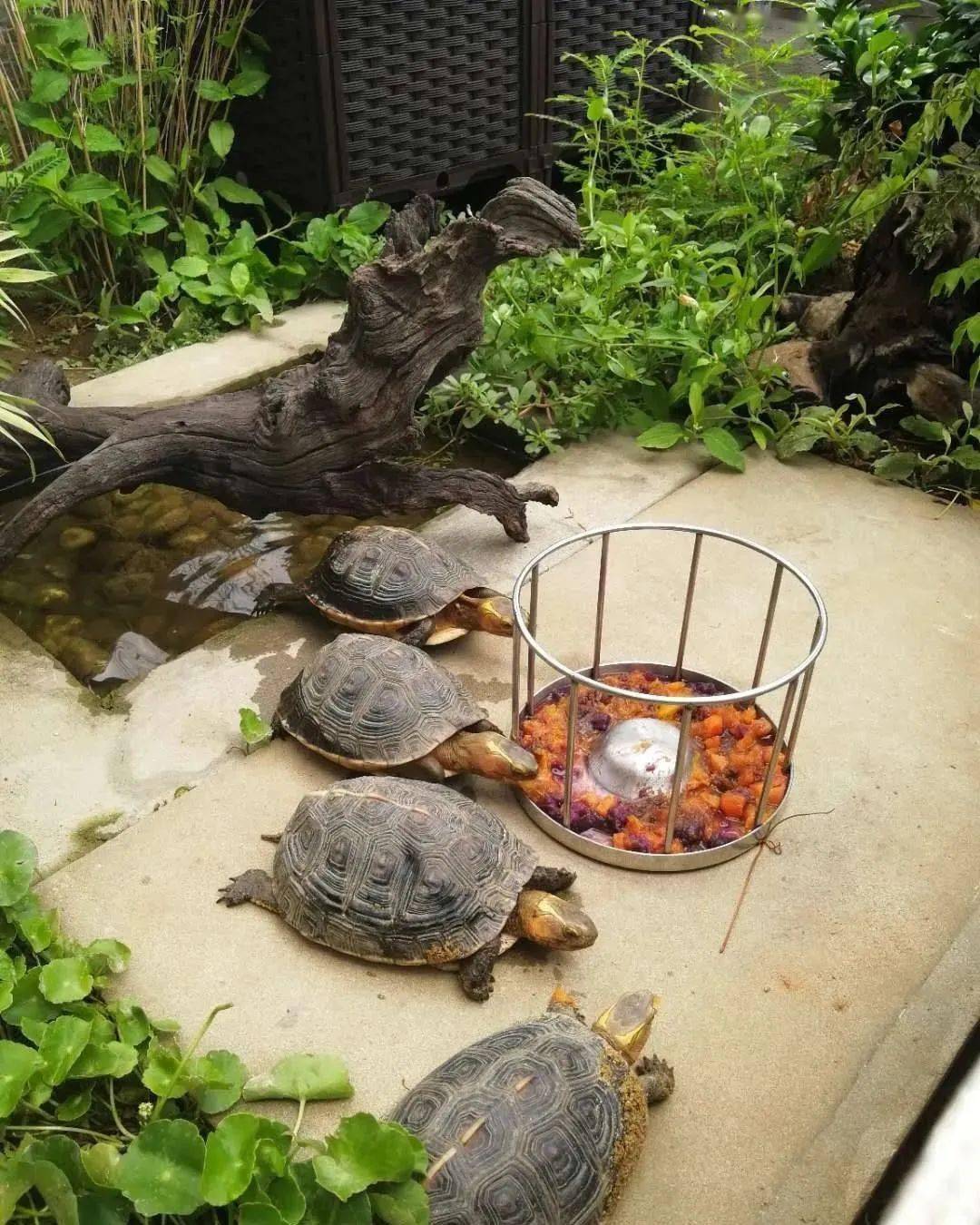 家庭一些养龟环境图的参考.