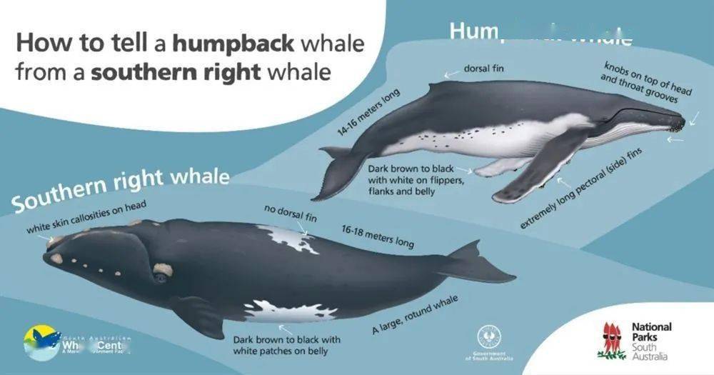 南露脊鲸也算是很常见的鲸类