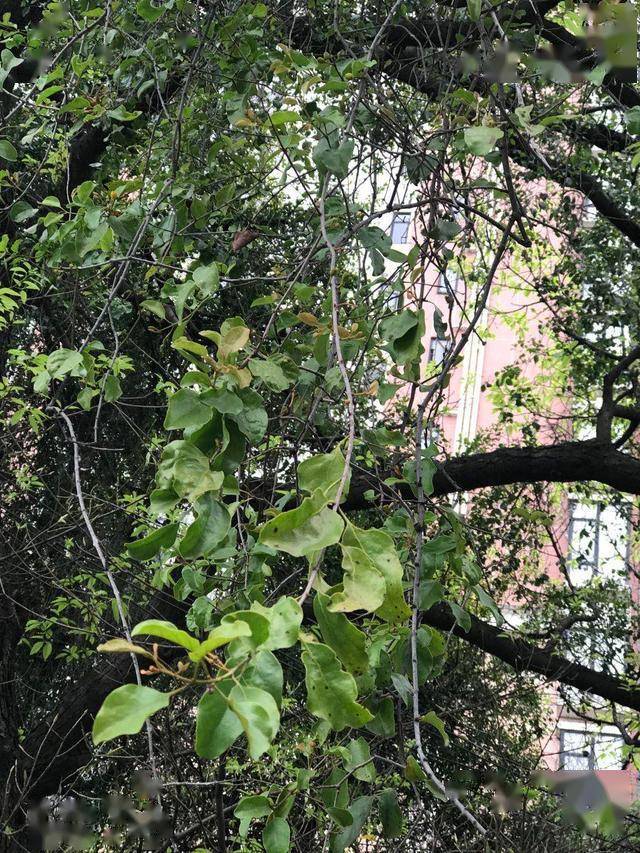 芳草寻踪丨寄生在其它树木上的补肝肾祛风湿名药桑寄生