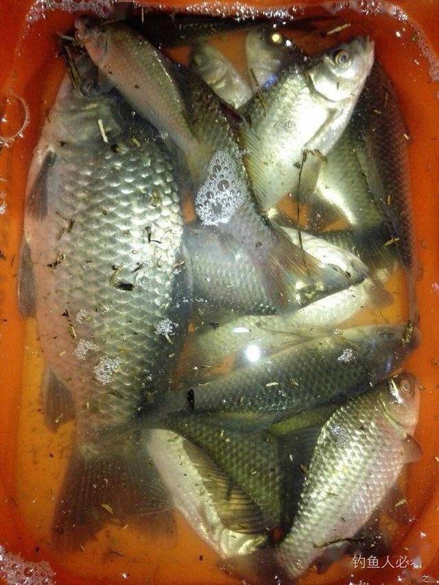 自制低成本窝料饵料草鱼,鲤鱼,鲫鱼都爱吃