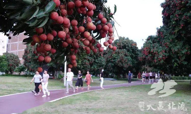 北流市花果山公园城市里的荔枝园