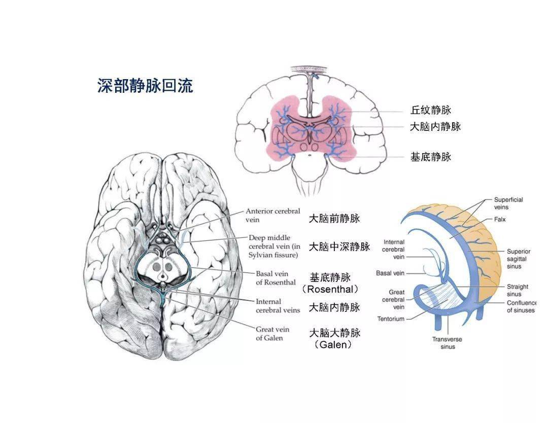 神内神采飞扬学术季系列讲座—脑血管解剖基础》,课程中大脑半球血供