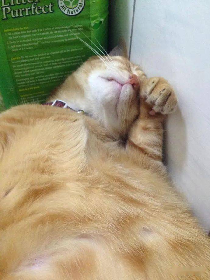 猫咪随便找个角落睡觉, 好像一个累坏的大叔