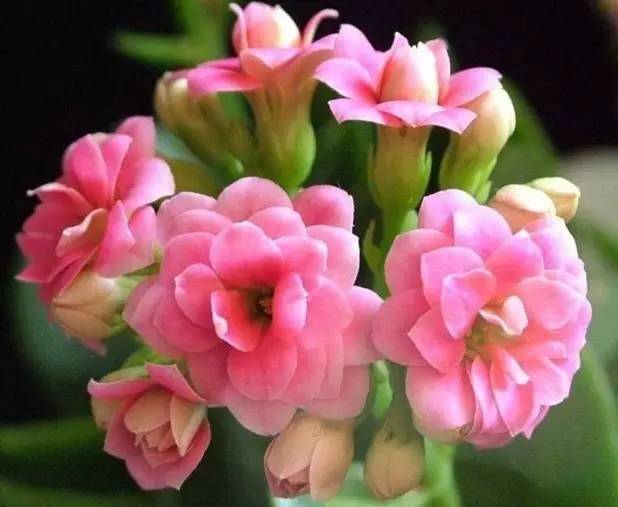 今日父亲节:献给父亲的长寿花祝您健康长寿,幸福安康