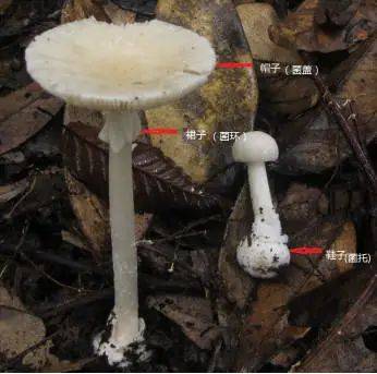 广东|135人发病，3人死亡！多地疾控紧急提醒