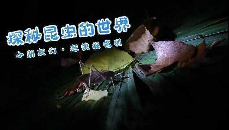 探索梦境深处，为何你经常梦到虫子爬啊爬的？