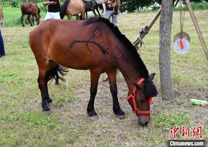 摄  6月20日,首届中国·德保矮马化妆师大赛在广西百色市德保县矮马