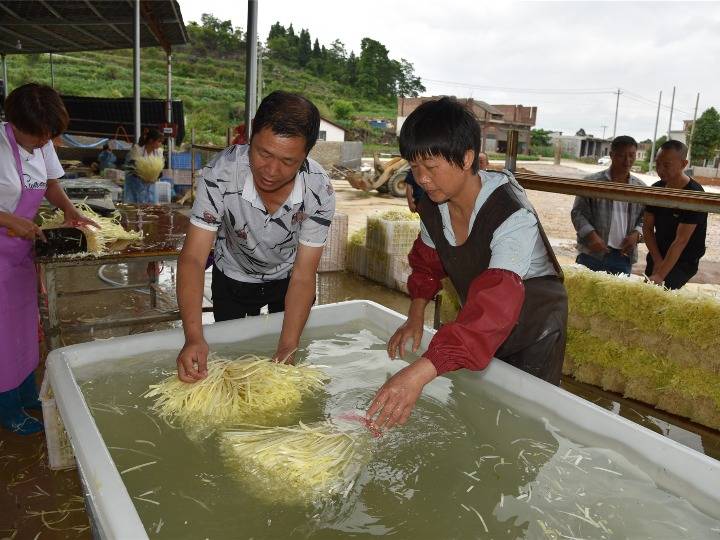 产业|贵州普定：“金色产业”致富强