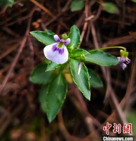 成果|世界自然遗产丹霞山召开生物多样性保育成果发布会