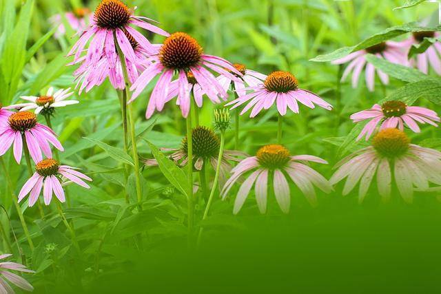 松果菊能长多大 1f014065fadb4c12830e92cacde807d4.jpeg