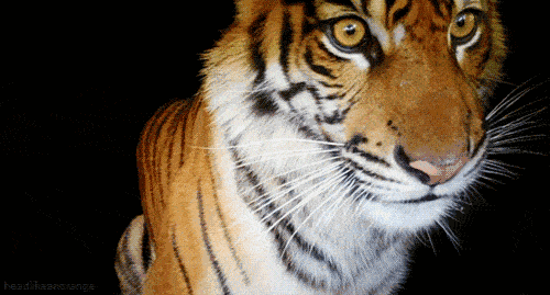 92444c184dfd446ebd2ea137d98fd24c.gif
