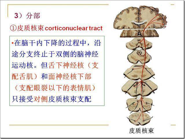 脑干解剖及损害分析_延髓