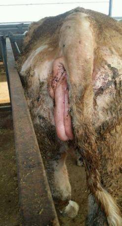 (1)子宫脱出的病牛站立较为困难,养殖人员可将病牛的后躯垫高,同时