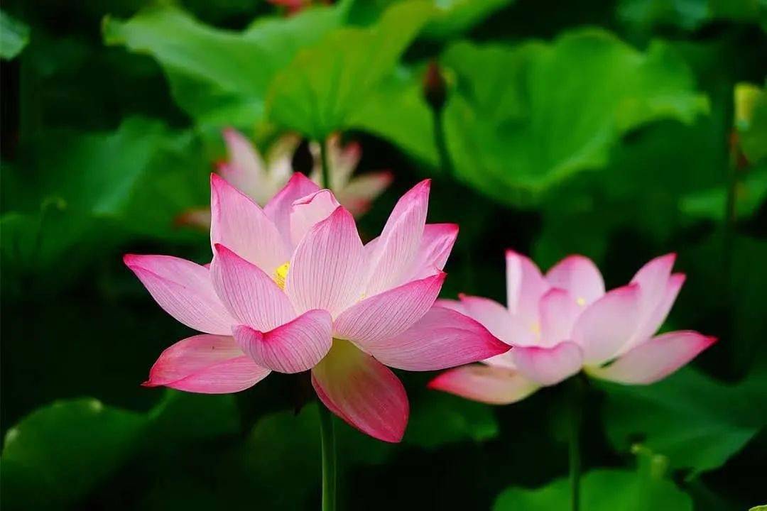 近百亩荷花悄然绽放,大宁郁金香公园的点点粉红风姿绰约