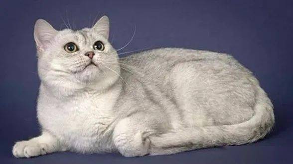 猫咪血统证书有哪些 d6812fe67fbc42259e9ac2e50b0fb57a.jpeg