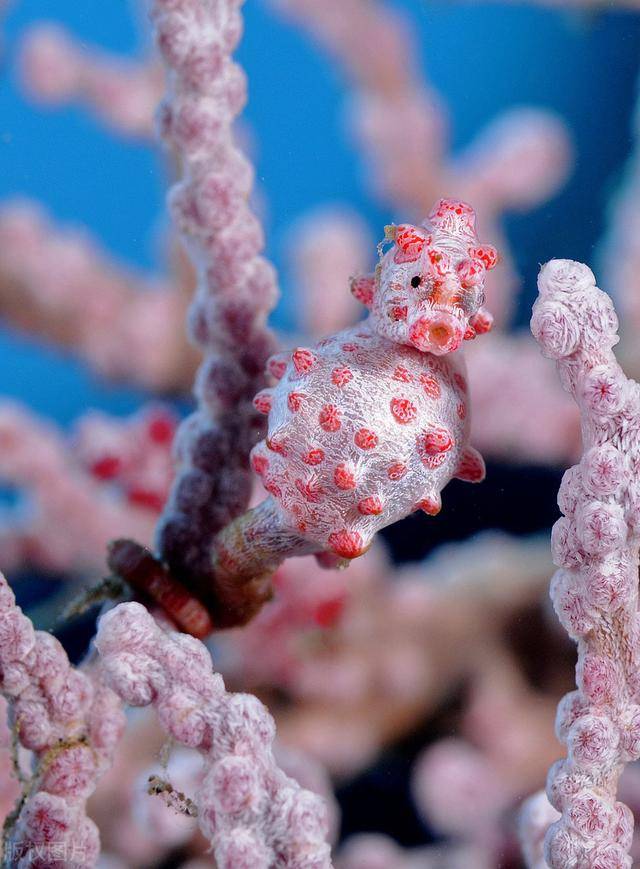 其中包括波纹唇鱼,巴氏豆丁海马,海龟等. 摄影师称这些生物十分惊人.