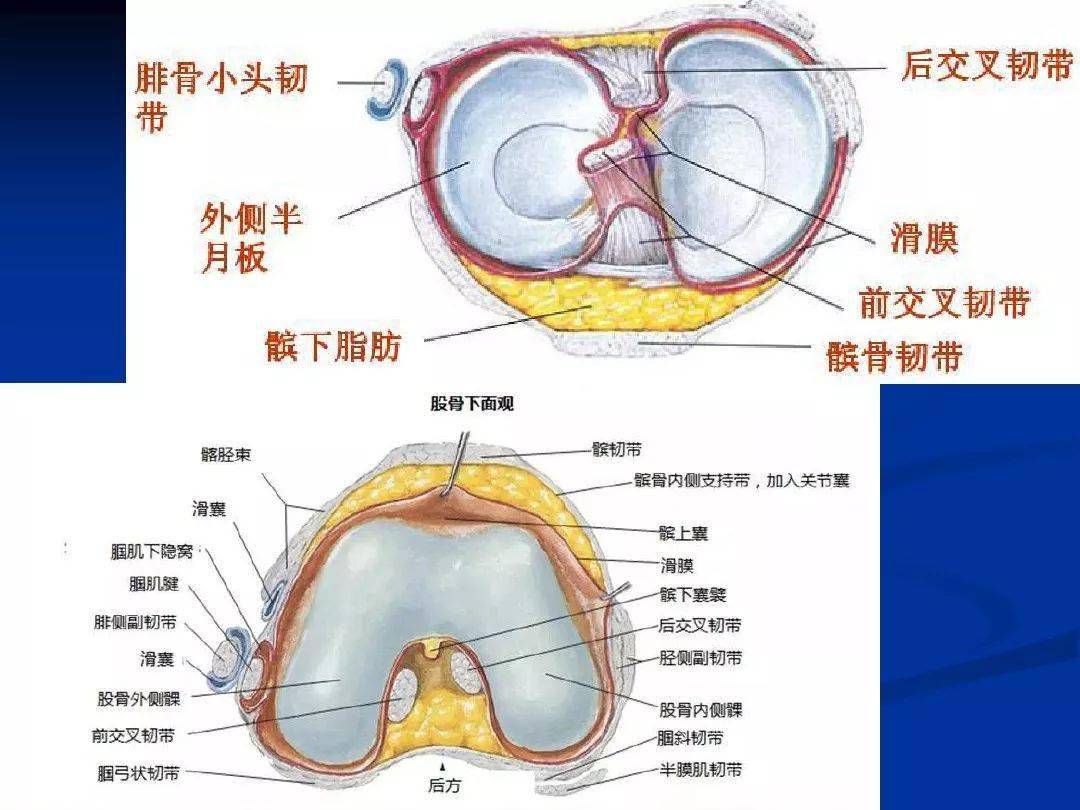 膝关节精细解剖