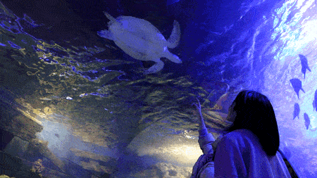 极地海洋世界 | 端午假期 参加爱心助农文化节 还能看到海洋生物吧 仅