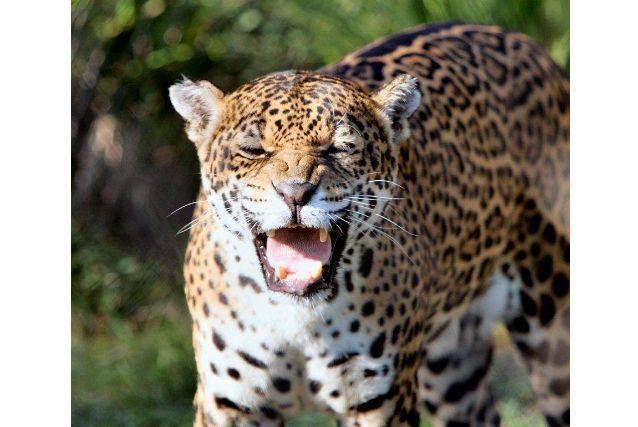 动物凶猛排名_凶猛动物图片(3)