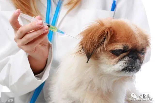 如何给狗狗打疫苗的方法 b3f667d697884ba5b5c8b1e1568552a5.jpeg