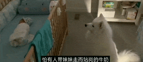 家里添了小妹妹,萨摩激动坏了,又是盖被子又是站岗的