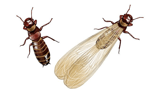 蚂蚁的繁殖蚁也有长翅膀,但白蚁的繁殖蚁前翅和后翅等长,蚂蚁的繁殖蚁