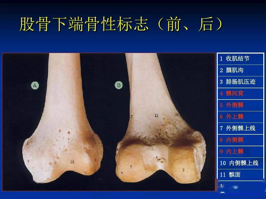 膝关节精细解剖