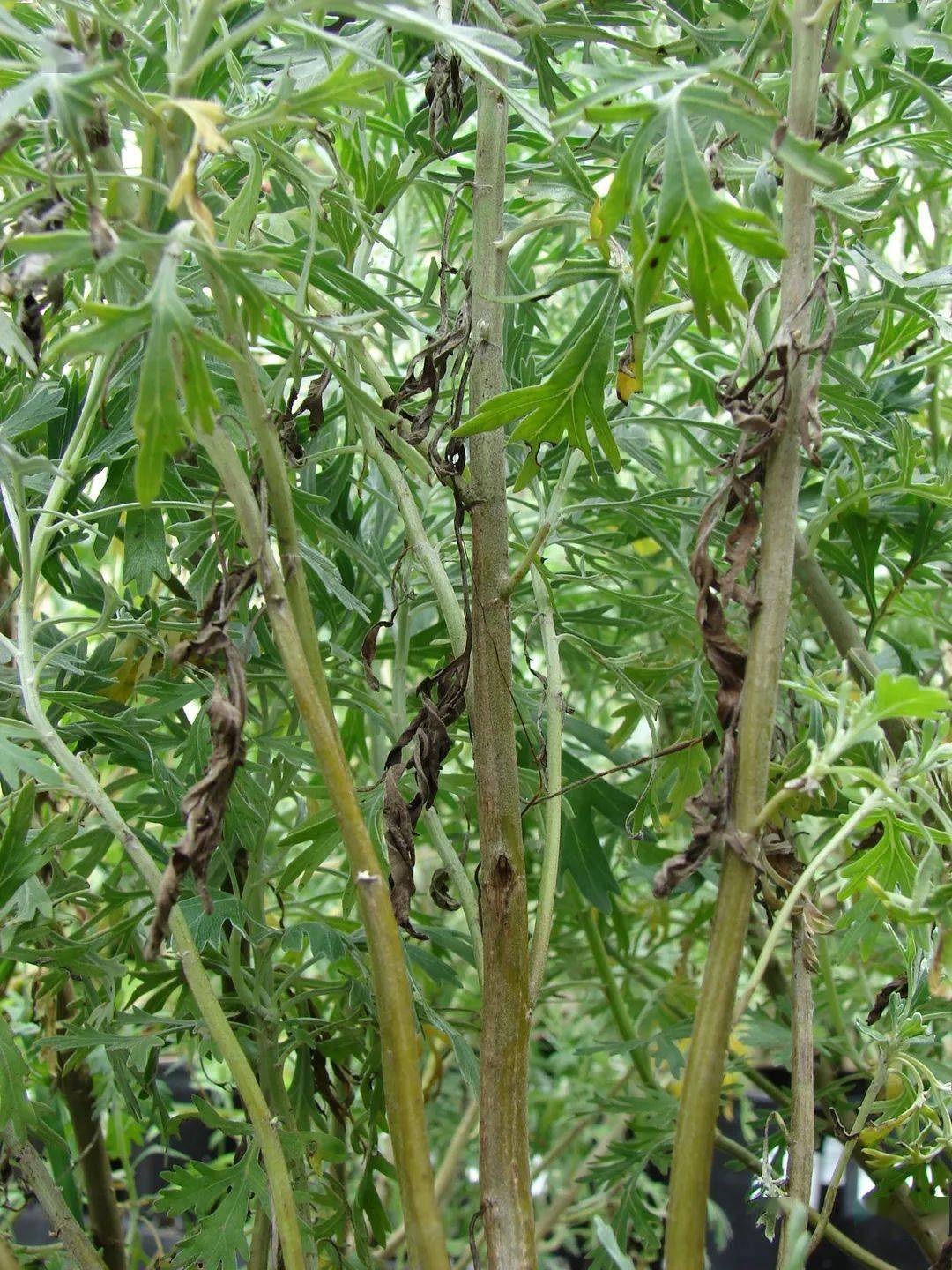 今古齐观 | 艾草_艾虎