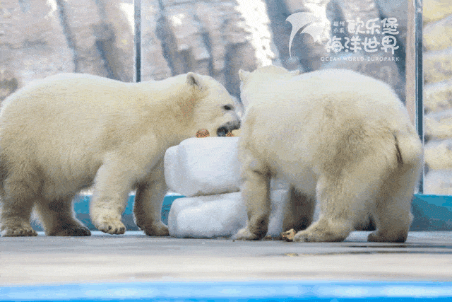 让北极熊也感受到浓浓的端午气氛