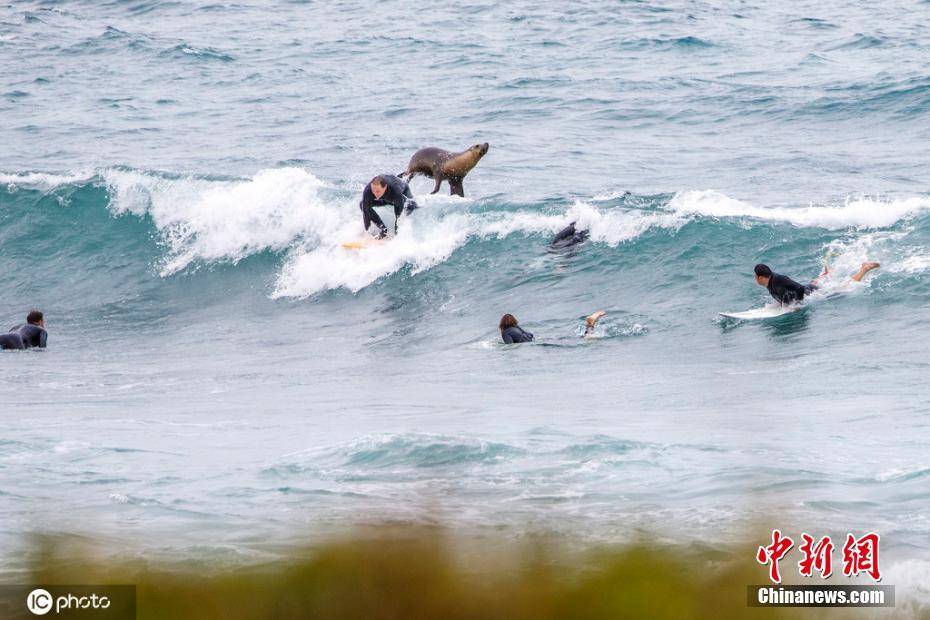 调皮海狮突然冒出海面 轻拍 冲浪者画面逗趣 珀斯