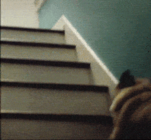 狗子下楼,汪生一道坎儿啊~_汪星人