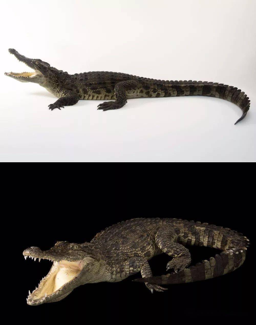 古巴鳄主要分布于南美洲古巴的萨帕塔沼泽和青年岛.
