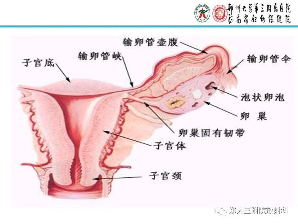 子宫输卵管造影检查的临床应用