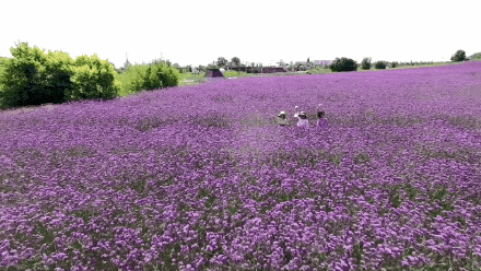 六月,是紫色的花海,打卡